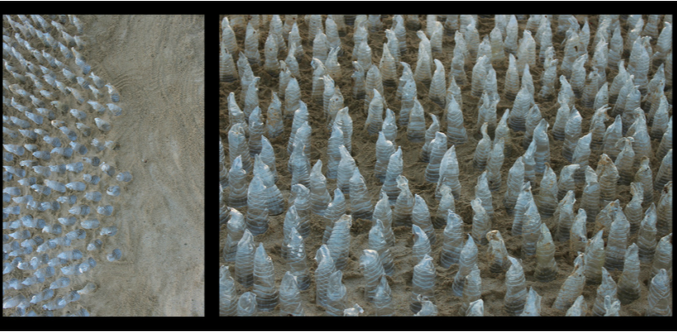 Hundreds of translucent waterbottle forms standing upright in sand